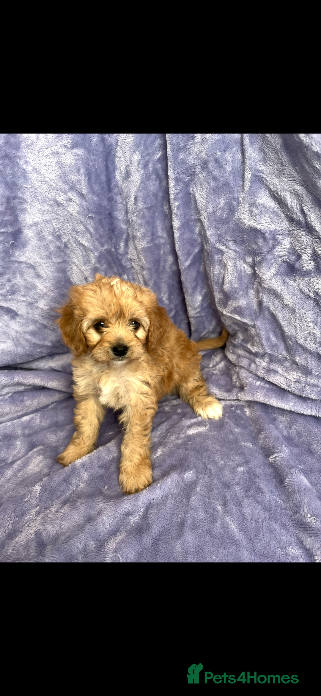 Cavapoo dogs for sale: Stunning rare colour F1 Cavapoo’s  - Image 9