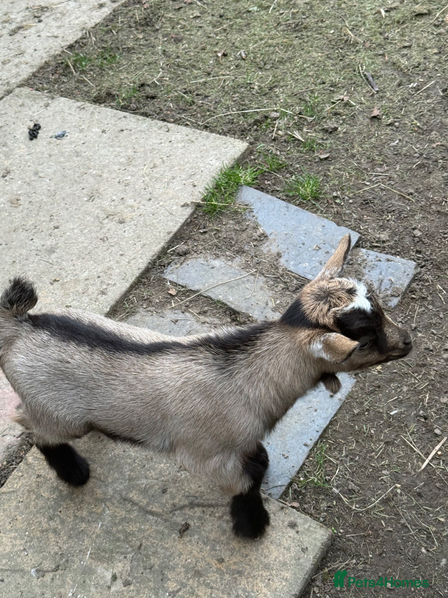Goats livestock Pygmy goat  - Advert 4