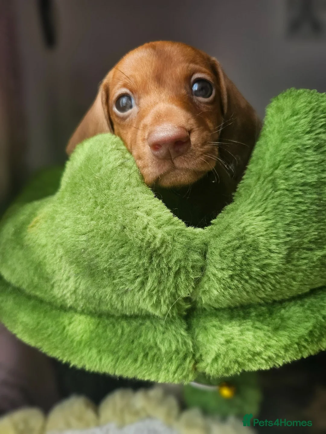Dachshund dogs for sale: 1 Miniature dachshund left in Swadlincote - Advert 37