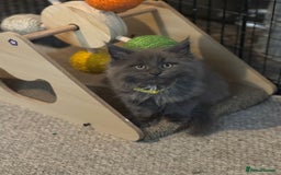 Maine Coon cats for sale: READY NOW - TICA Blue Smoke Maine Coon - Image 6