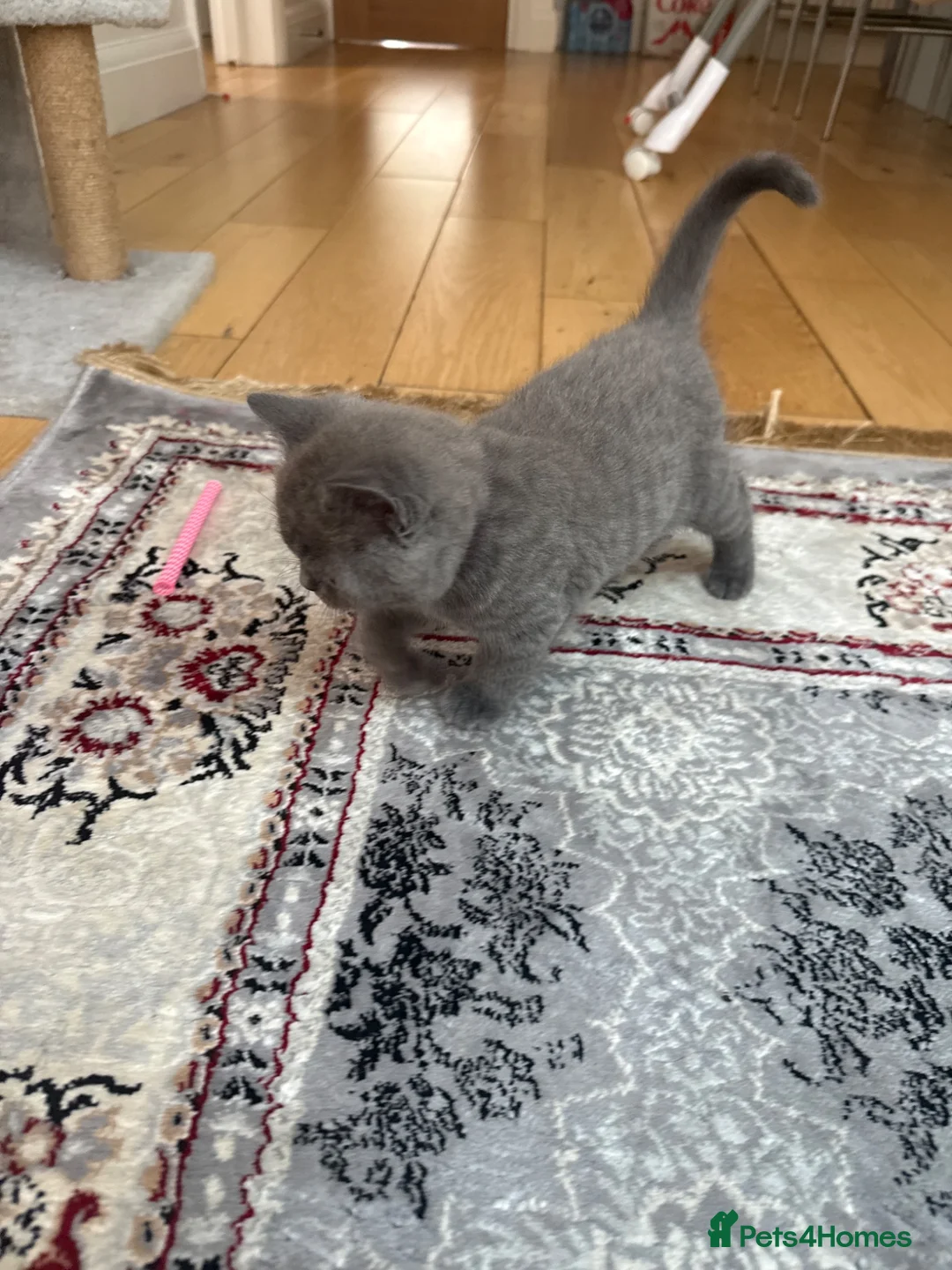 British Shorthair cats for sale: 2 British shorthair  in London - Advert 2