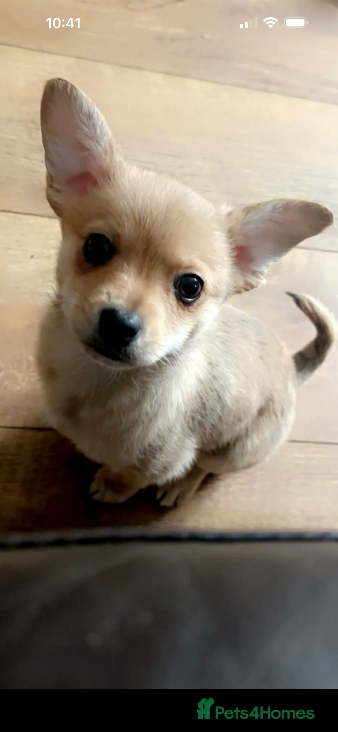 Chihuahua dogs for sale: READY TO LEAVE 🐶FAWN/ MERLE girl remaining - Advert 4