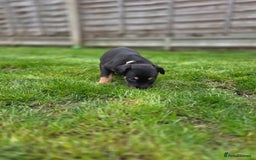 Mixed Breed dogs for sale: Dobermann cross puppies  - Image 16