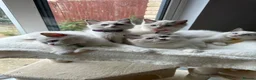 Ragdoll cats for sale:  TICA Quality Beautiful ragdoll kittens 😻🌟 - Advert 1