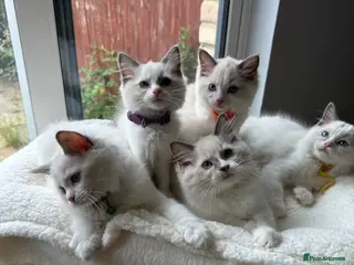Ragdoll cats TICA Quality Beautiful ragdoll kittens 😻🌟 - Advert 12