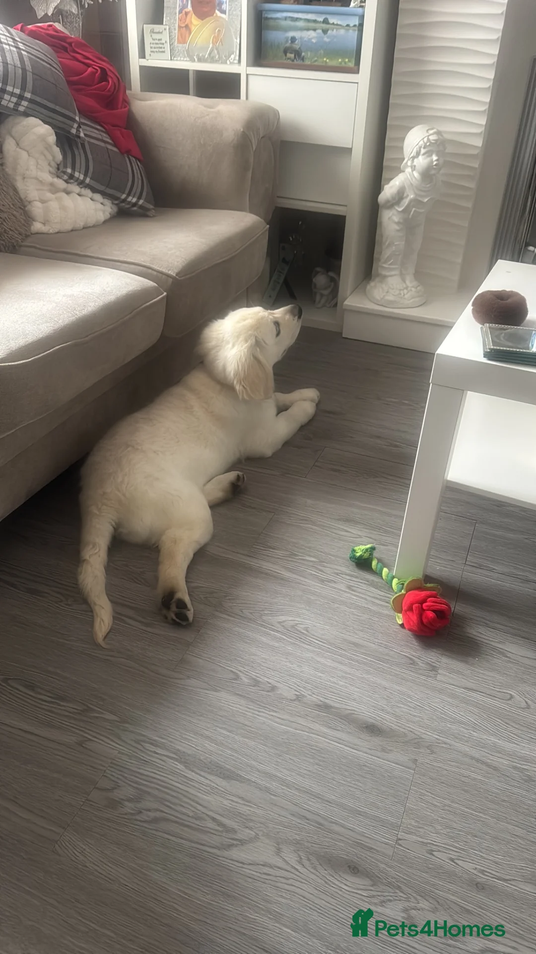 Golden Retriever dogs for adoption: Golden retriever female  - Advert 1