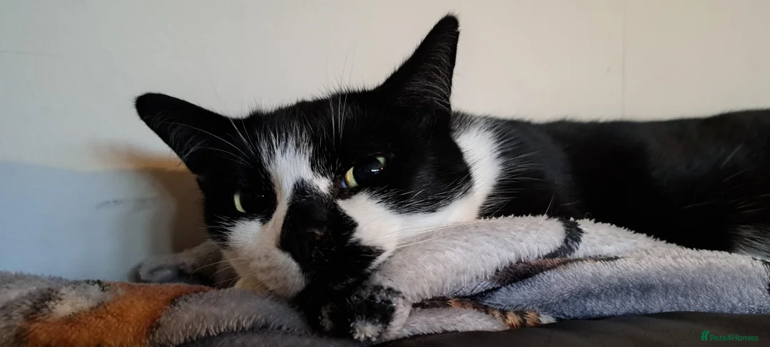 Mixed Breed cats for sale: Bonded sisters. Must go together in Halifax - Advert 5