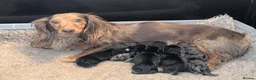 Miniature Dachshund dogs for sale: 🏆 Russian Champion lines + longhaired mini daxies - Advert 17