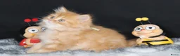 British Longhair cats for sale: Register Golden British Longhair/Shorthaired  - Advert 20