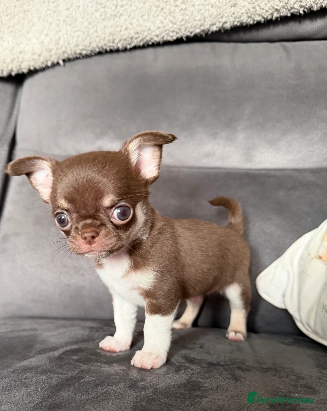 Chihuahua dogs for sale: Kennel club registered smoothcoat  - Advert 6