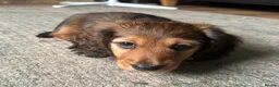 Miniature Dachshund dogs for sale: X3 Long haired beautiful, mini dachshunds 🏡 - Advert 11