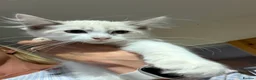 Ragdoll cats for sale: 2 Tabby Ragdoll Boys Reduced - Advert 5