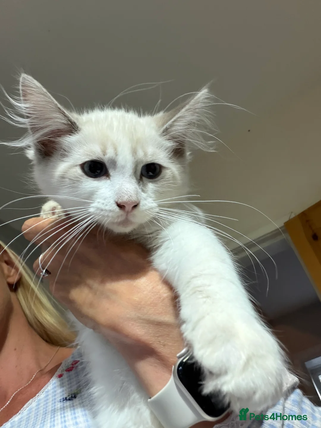 Ragdoll cats for sale: 2 Tabby Ragdoll Boys Reduced - Advert 5