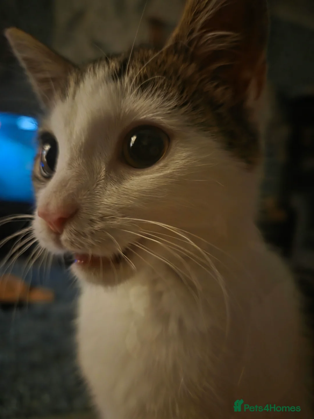 Mixed Breed cats for sale: Female kitty 5 months Pixie - Advert 2