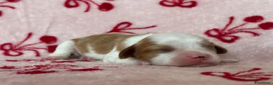 Cavalier King Charles Spaniel 5