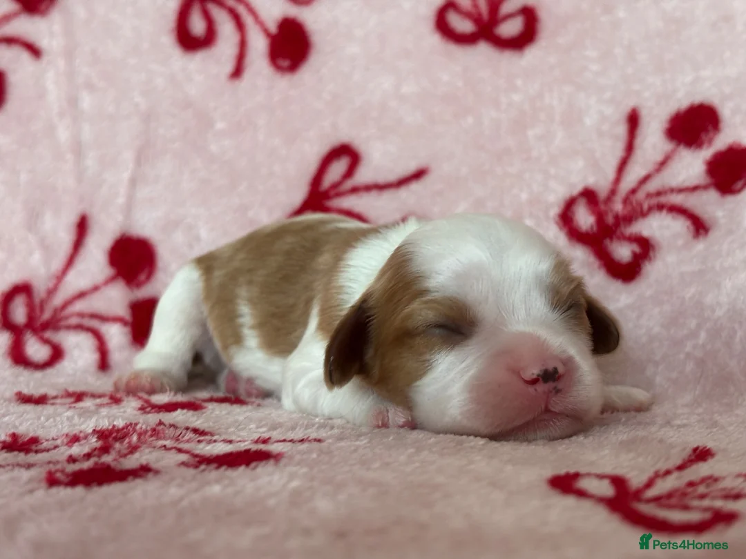 Cavalier King Charles Spaniel dogs for sale: Registered Cavalier King Charles Spaniel Puppies - Advert 2