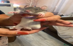 Rat rodents for sale: Beautiful Fancy Rats dumbo  - Image 4