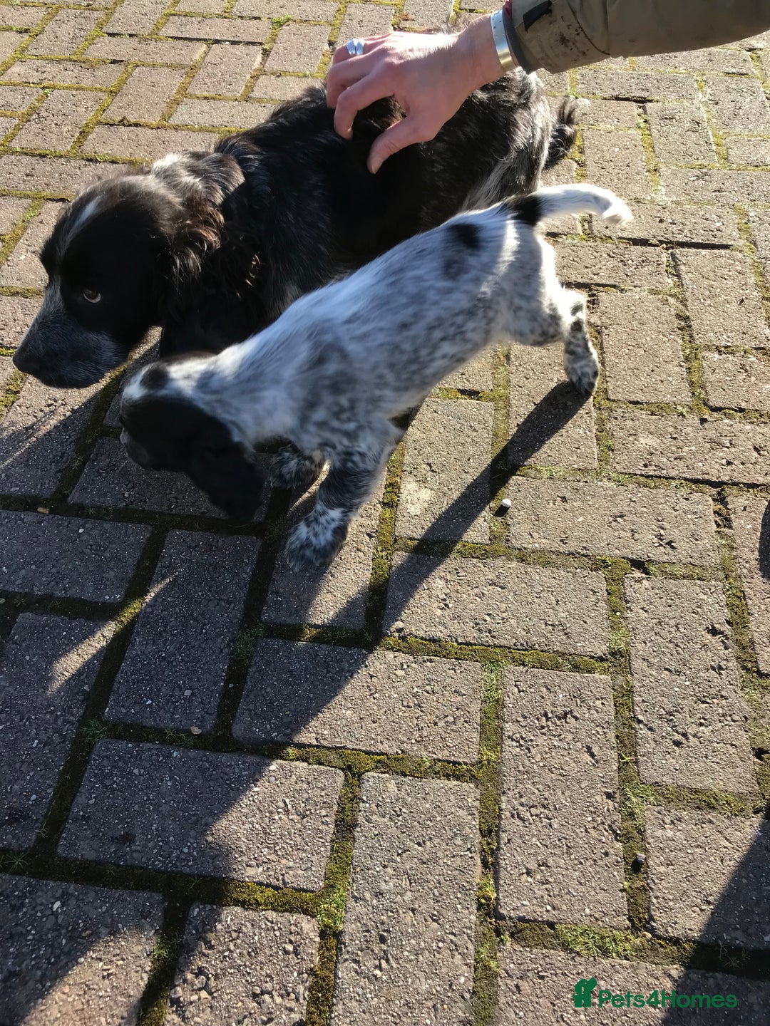 Cocker Spaniel dogs for sale: Working Cocker Spaniel Male  - Advert 1