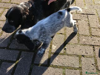 Cocker Spaniel dogs Working Cocker Spaniel Male - Advert 4