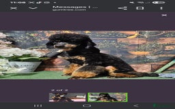Miniature Poodle dogs for sale: Minature Poodles  - Image 3