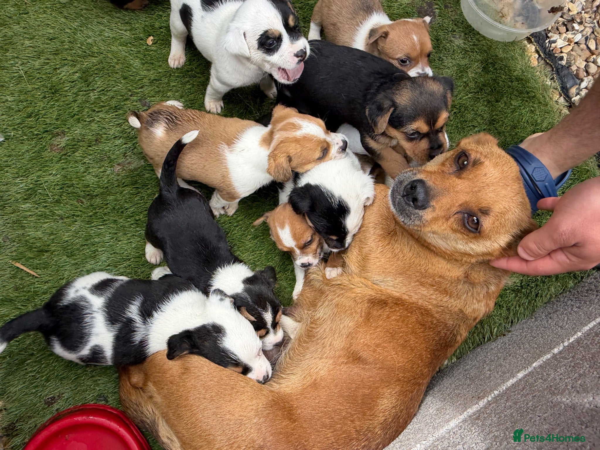Jack Russell dogs Jack Russel puppies for sale  - Advert 4