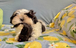 Shih Tzu dogs for sale: Full vaccinated - Gorgeous Shih Tzu male puppy in Somerton - Image 3