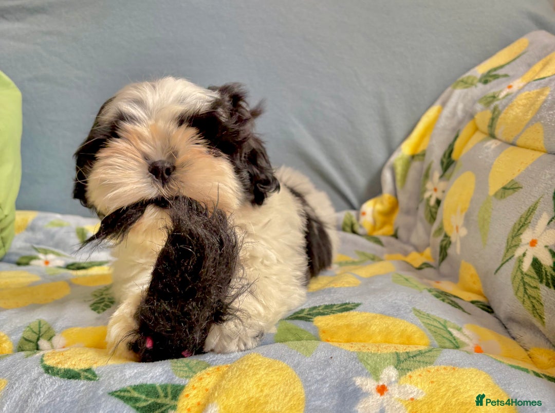 Shih Tzu dogs for sale: Full vaccinated - Gorgeous Shih Tzu male puppy in Somerton - Image 3