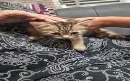 Mixed Breed cats for sale: Kitten - Image 4