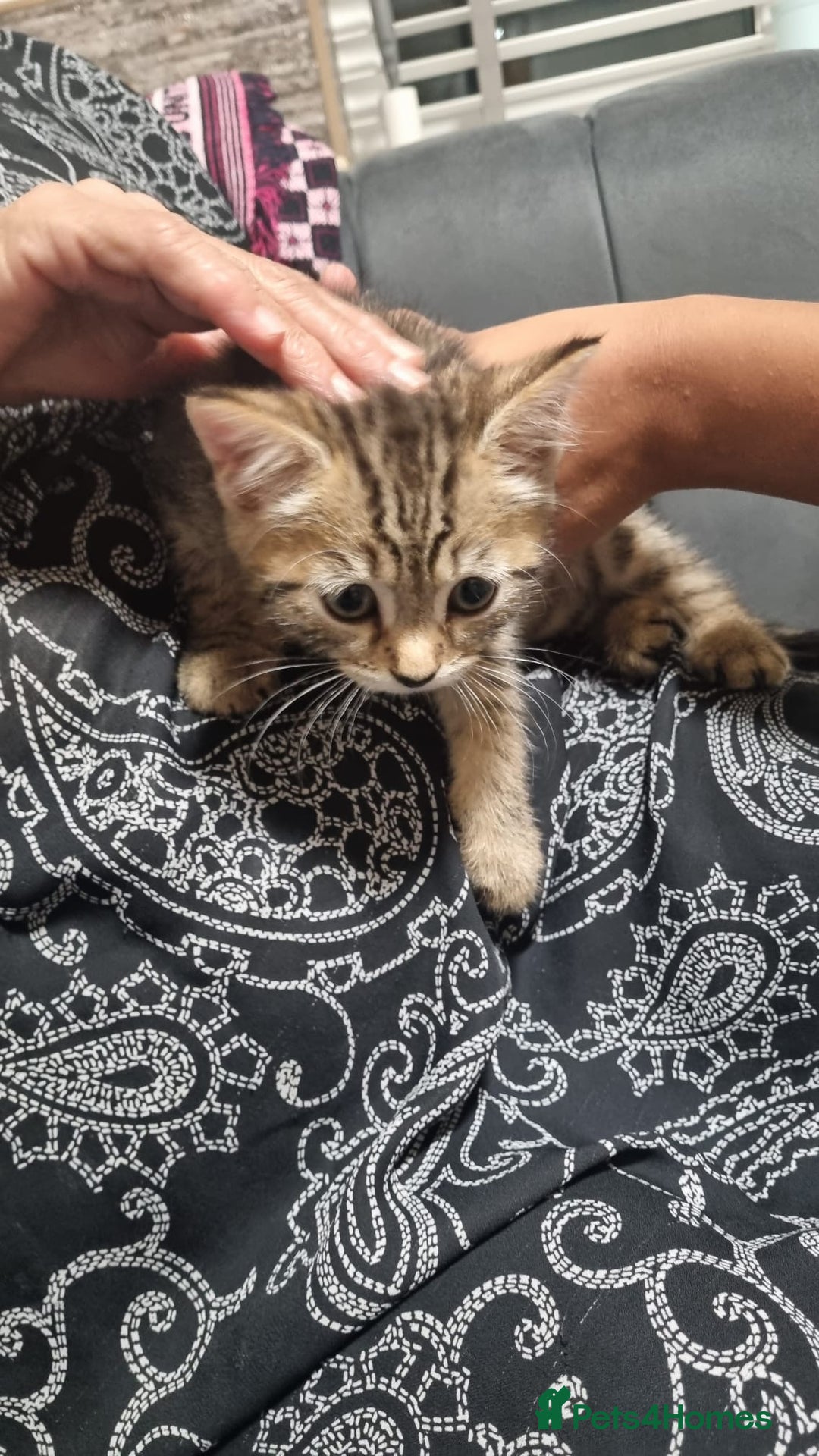 Mixed Breed cats for sale: Kitten - Image 4