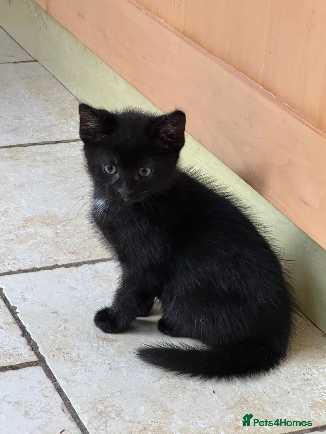 British Shorthair cats for sale: X4 lovely kittens ready for new homes - Advert 2