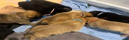 German Shepherd dogs for sale: Free Female German shepherd / Lurcher 1 year old in Gateshead - Advert 19