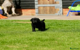 Labrador Retriever dogs for sale: Stunning litter of 6 Labrador Puppies  - Image 3
