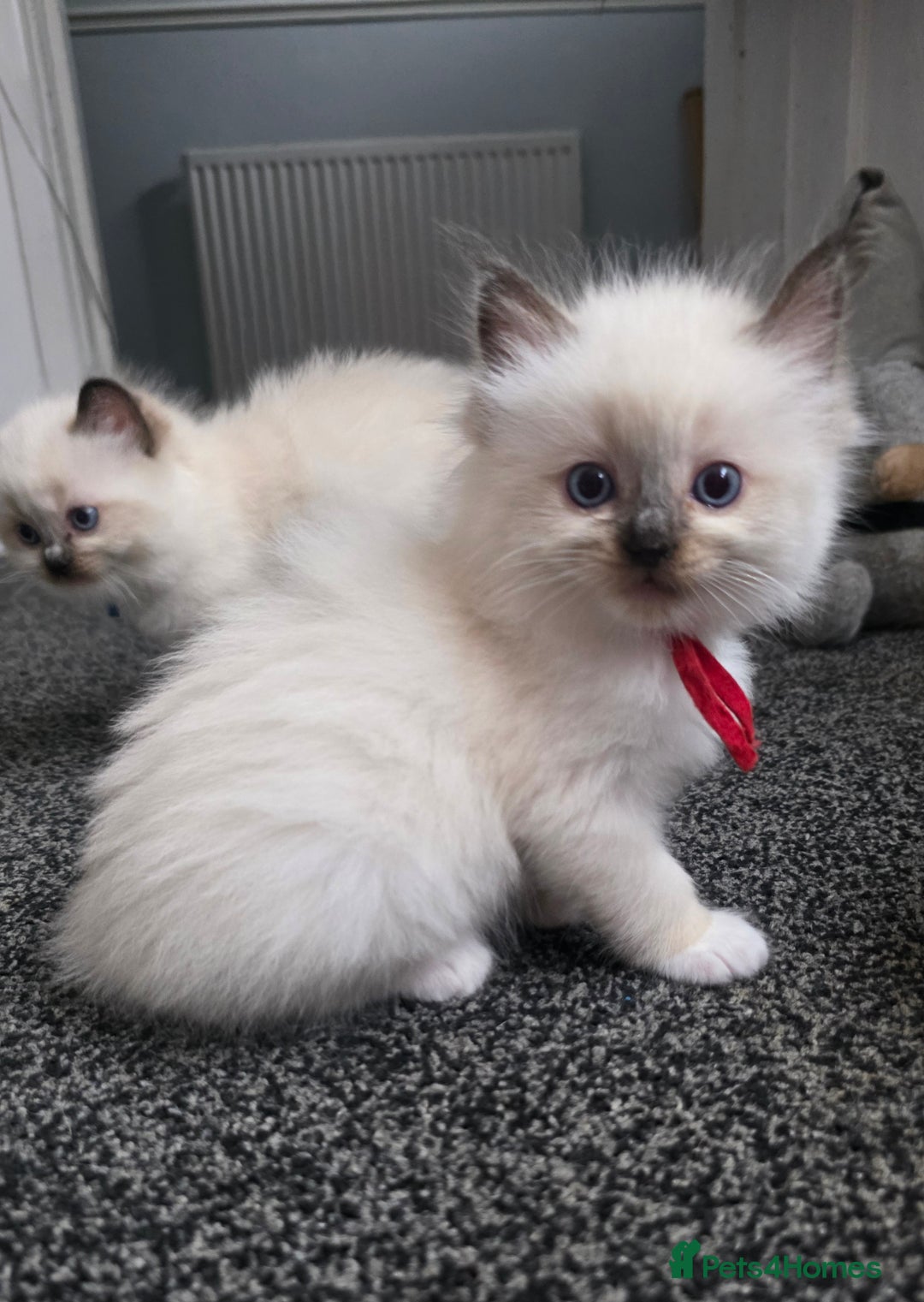 Ragdoll cats for sale: Fully Vaccinated Ragdolls ready 8th Nov - Image 11