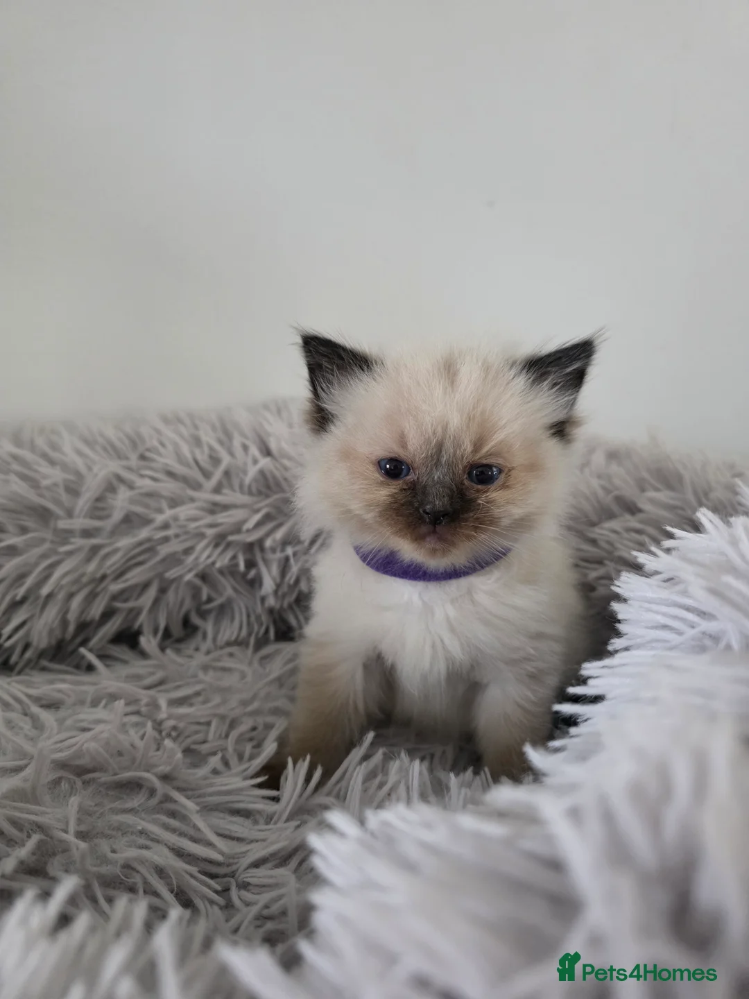 Ragdoll cats for sale: Gorgeous Ragdoll Kittens - Advert 6