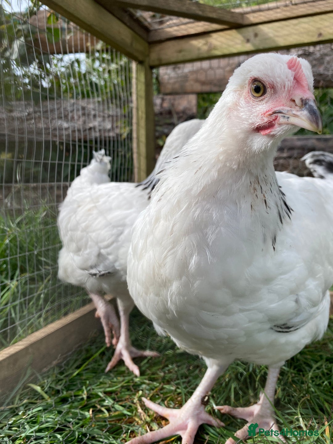 Chickens poultry for sale: Light Sussex  - Image 5