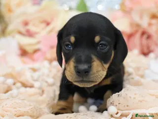 Miniature Dachshund dogs KC Miniature Dachshund Puppies - Advert 7