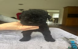 Kerry Blue Terrier dogs for sale: Kerry Blue Terrier Puppies  - Image 3