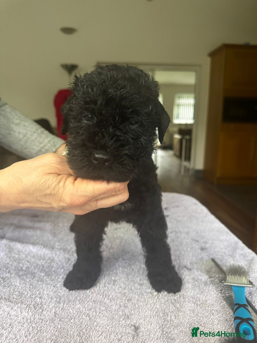 Kerry Blue Terrier dogs for sale: Kerry Blue Terrier Puppies  - Image 3