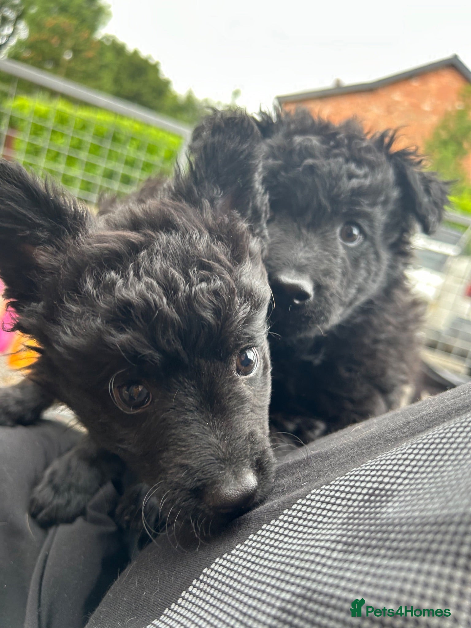 Mixed Breed dogs Hungarian Mudi puppies  - Advert 1