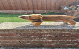 Mixed Breed dogs for sale: Jack Russell x Boarder Terrier girl pup - Image 5