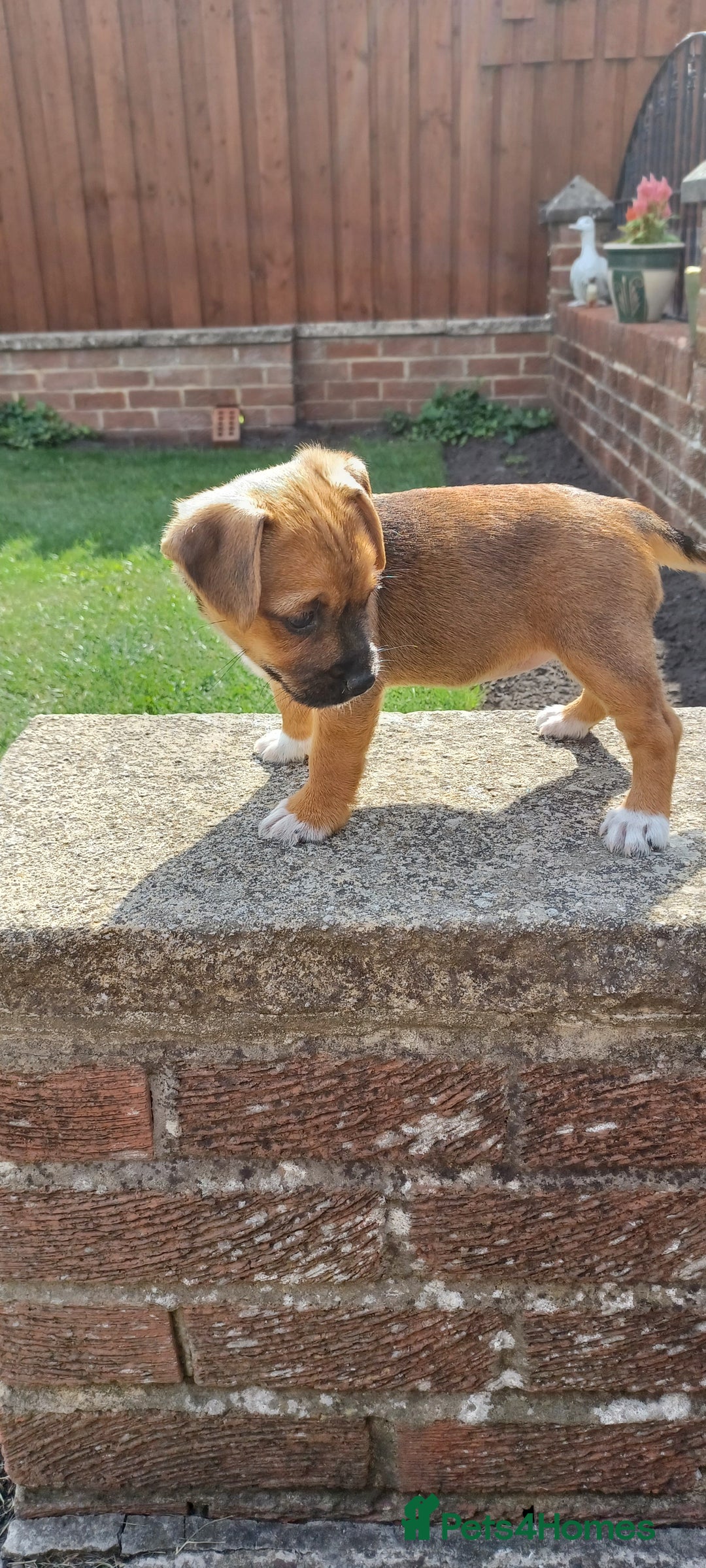 Mixed Breed dogs for sale: Jack Russell x Boarder Terrier girl pup - Image 5