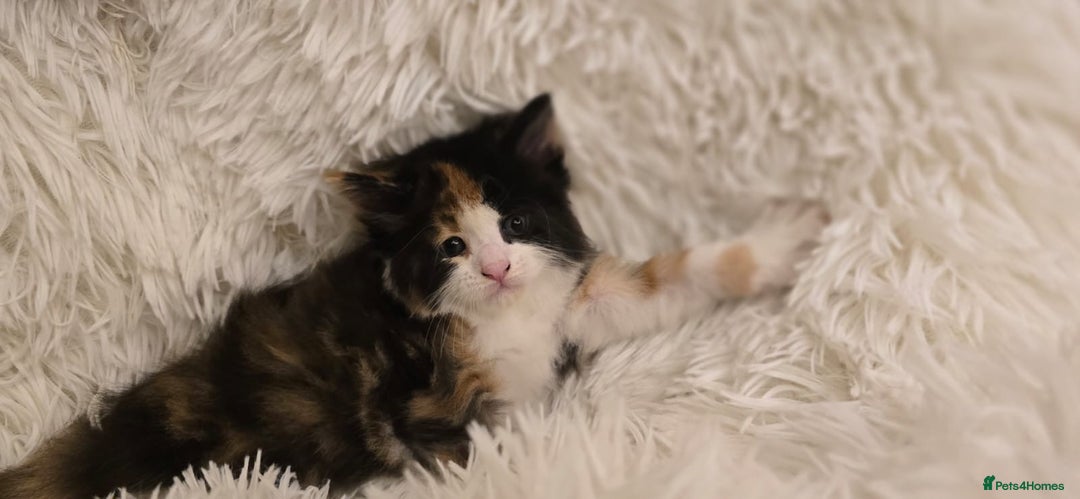 Maine Coon cats for sale: Amazing Maine coin babies  - Image 5