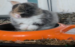 English Lop rabbits for sale: Beautiful baby bunnies  - Image 10