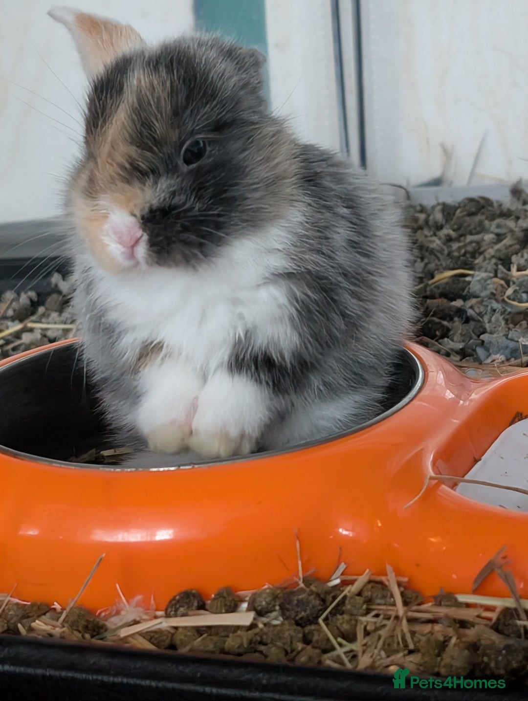 English Lop rabbits for sale: Beautiful baby bunnies  - Image 10