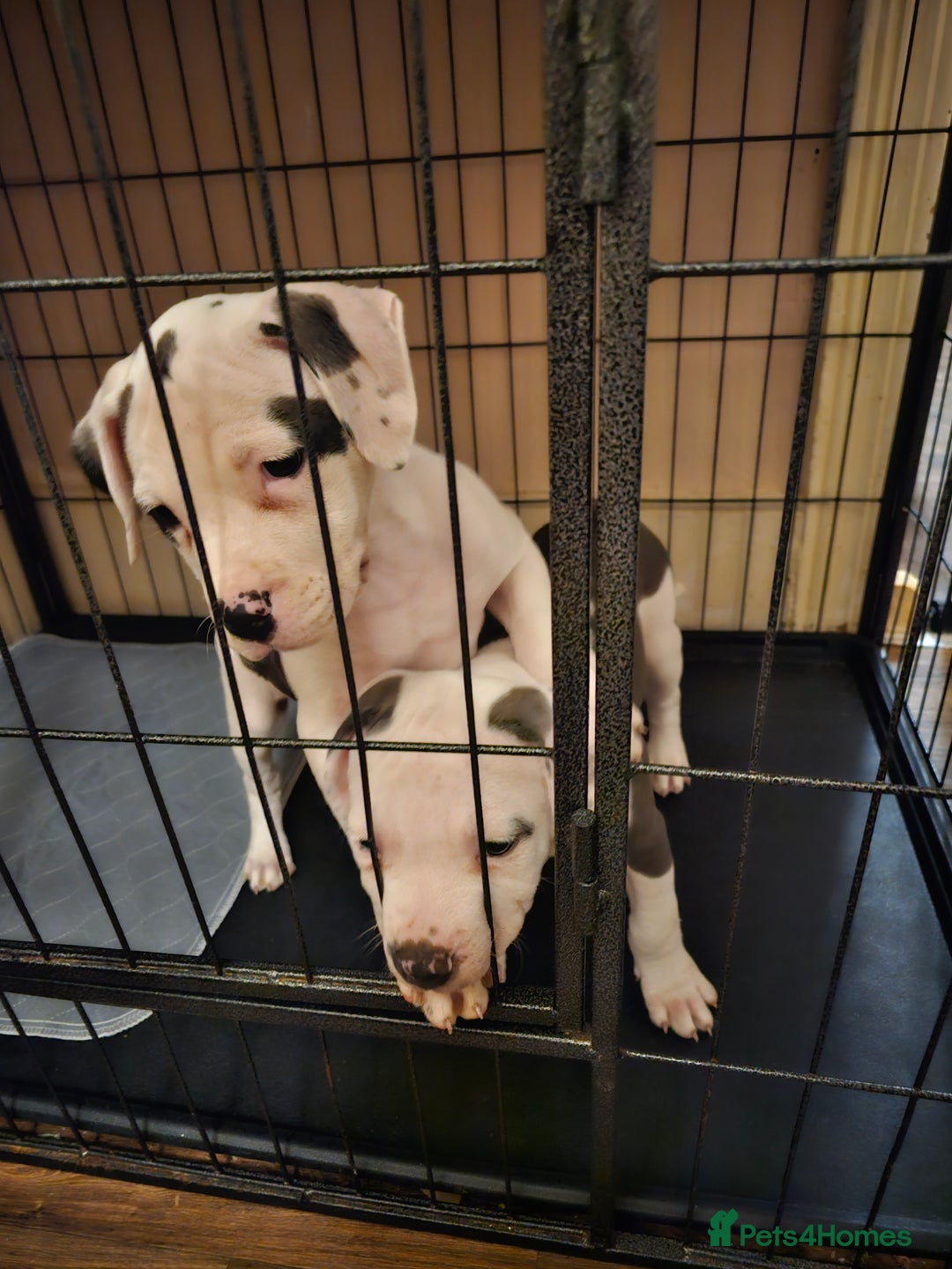 Mixed Breed dogs for sale: Staffordshire bull terrier cross puppies  - Advert 14