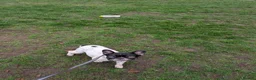 French Bulldog dogs for sale: Having to rehome ivy in Lincoln - Advert 4