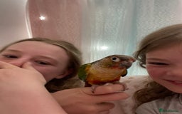 Conures birds for sale: I have two bonded pair, Conures - Image 4