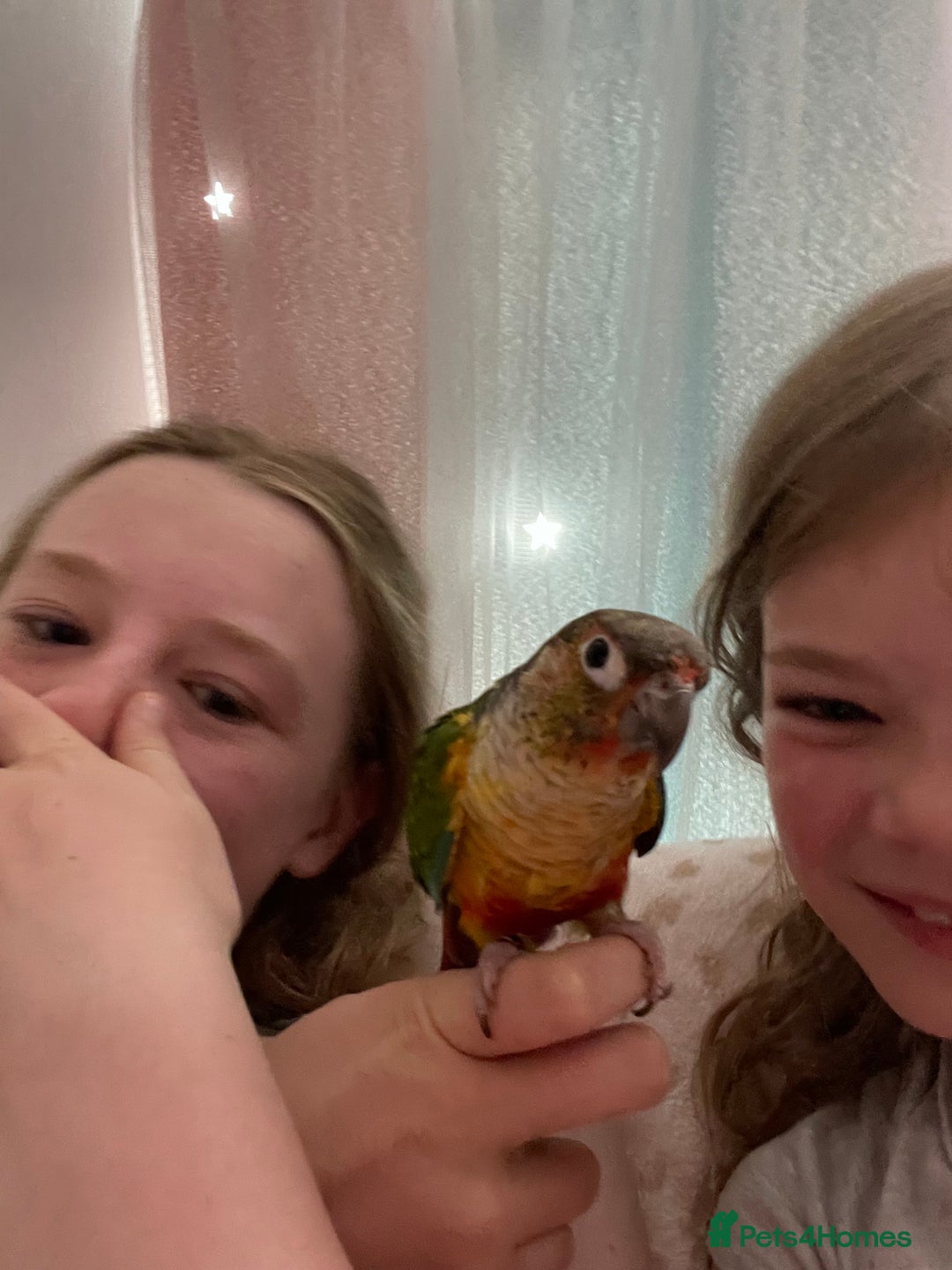 Conures birds for sale: I have two bonded pair, Conures - Image 4