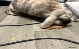 Mini Lop rabbits for sale: 2 mini lop rabbits 1 boy 1 girl  - Image 12
