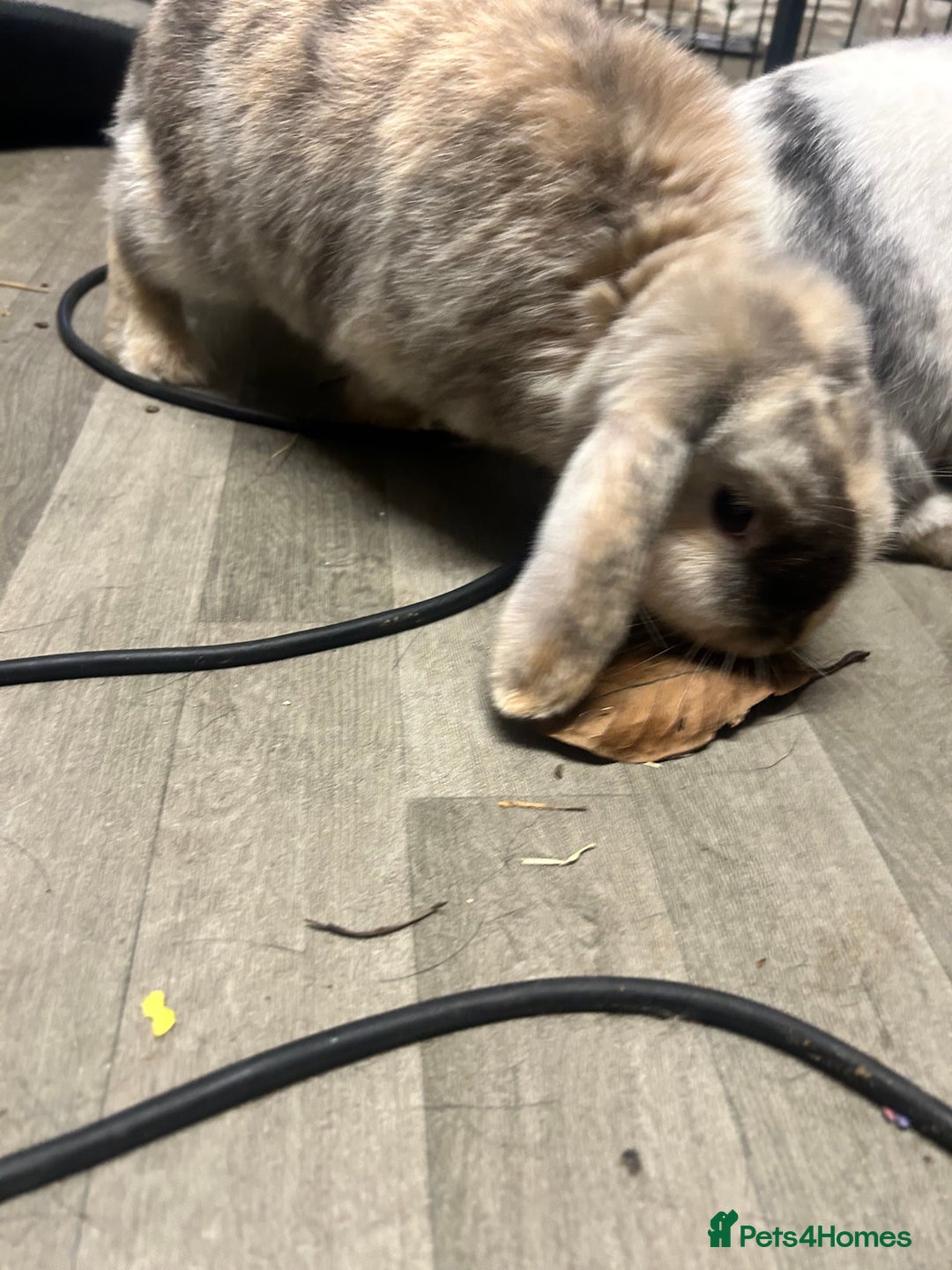 Mini Lop rabbits for sale: 2 mini lop rabbits 1 boy 1 girl  - Image 12